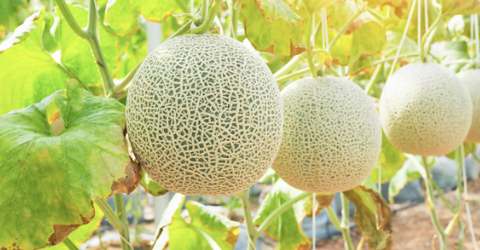 Những vườn cây trĩu quả 