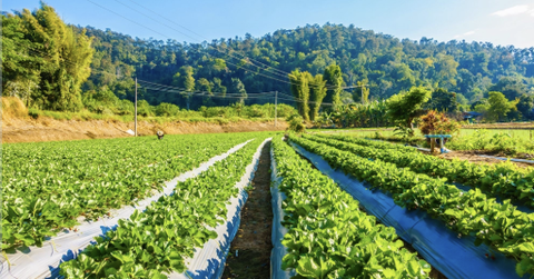 Tìm hiểu đặc điểm và nguyên tắc hoạt động của canh tác hữu cơ