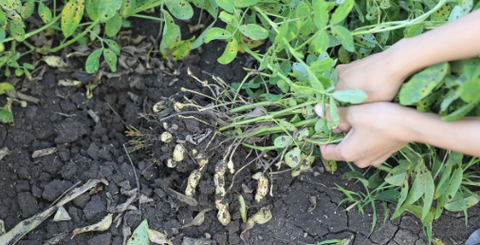 Biện pháp kiểm soát sinh học đối với tuyến trùng gây nốt sần ở rễ bằng Chủng Trichoderma Harzianum