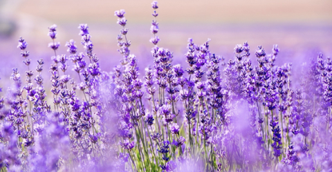 Cách chọn giống hoa oải hương chuẩn nhất cho vườn nhà bạn