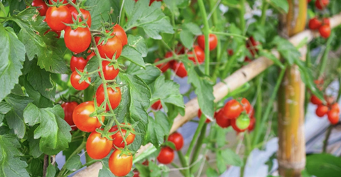 Quản lý dinh dưỡng ở cây trồng và những điều cần biết