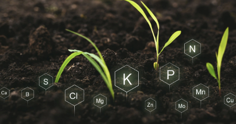 Khả năng di chuyển của các chất dinh dưỡng trong cây và đất