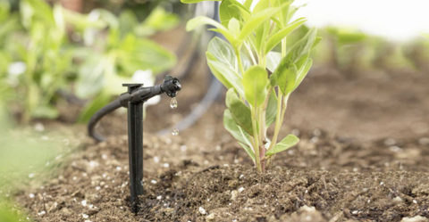 Cách xác định lượng nước cần tưới cho cây dựa trên phép đo độ ẩm đất