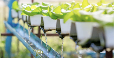 So sánh tác dụng cung cấp Sắt của Chelate tổng hợp và Chelate Axit Humic/Fulvic trong thủy canh