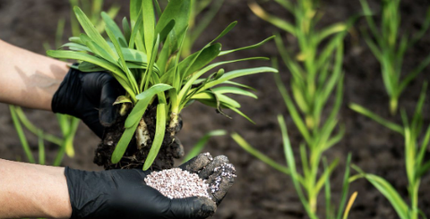 Mối liên hệ giữa tỷ lệ phân bón và năng suất cây trồng