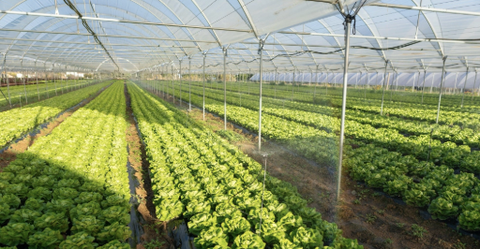 Canh tác hữu cơ là gì? Vì sao nên chọn canh tác hữu cơ?