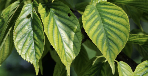 Cây thiếu vi lượng, khắc phục bằng cách nào?