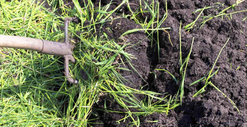 Phân xanh là gì? Một số loại cây phân xanh dễ trồng, phát triển nhanh