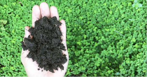 Vì sao cần bón phân xanh vào mùa đông?