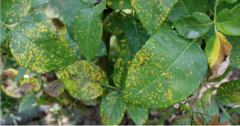 Cách nhận biết và ngăn ngừa bệnh rỉ sắt gây hại cây trồng