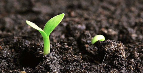 Tác dụng của Axit Fulvic đối với cây trồng