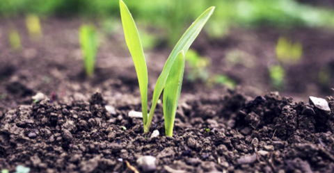 Sự hình thành và tác dụng của Axit Humic