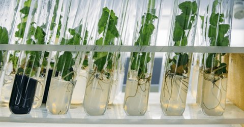 Tiêu chí tạo nên dung dịch dinh dưỡng cân bằng cho cây