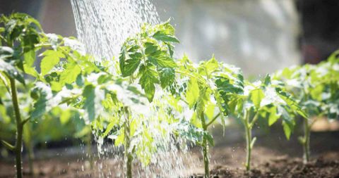 Cách tính nhu cầu nước của cây ở mỗi giai đoạn sinh trưởng