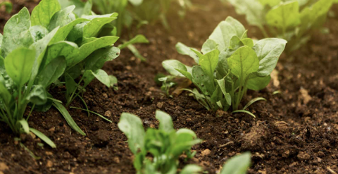 Vai trò của Boron đối với cây trồng