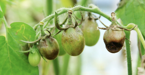 Cách nhận biết và phòng trừ một số bệnh thường gặp trên cây cà chua