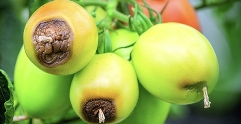 Bệnh thối đỉnh quả là gì? Nguyên nhân, triệu chứng và cách xử lý