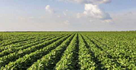 Phân biệt Axit amin, axit fulvic và axit humic