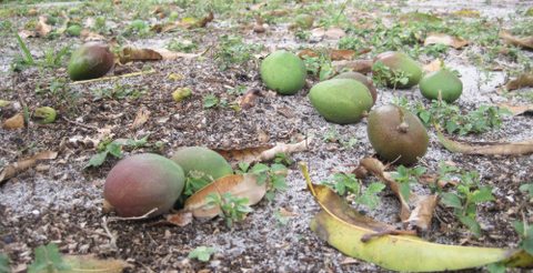 Tại sao cây rụng trái non? Nguyên nhân và biện pháp hạn chế