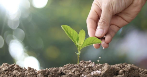 Phân bón dạng Chelate là gì, tại sao nên sử dụng phân bón vi lượng Chelate?