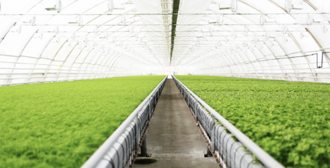 Vệ sinh và khử trùng nhà kính trồng cây như thế nào?