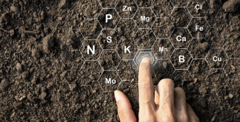 Vì sao đất thiếu dinh dưỡng vi lượng?