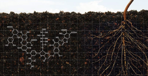 Phân biệt đặc điểm, vai trò của Axit Humic và Axit Fulvic đối với cây trồng