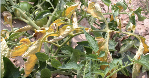 Bệnh héo vàng do nấm Fusarium: triệu chứng, cách kiểm soát và phòng ngừa