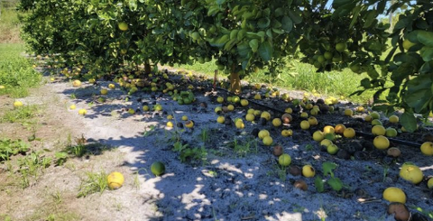 Rụng trái trên cây ăn quả có múi: nguyên nhân và biện pháp hạn chế?