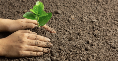 Tầm quan trọng của Boron đối với sức khỏe cây trồng?