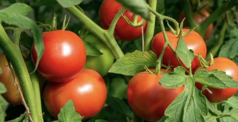 Vai trò của Canxi đối với cà chua