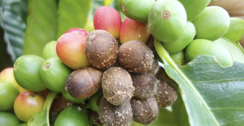 Nhận biết và kiểm soát 3 căn bệnh phổ biến trên cây cà phê