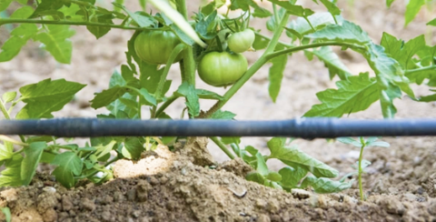 Tưới nước cho ớt và cà chua: Khi nào và cần bao nhiêu nước?