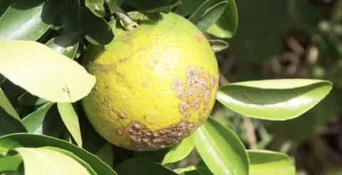 Cách nhận biết và kiểm soát 3 bệnh thường gặp trên cây có múi