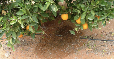 Tưới nước cho cây có múi như thế nào là hợp lý?