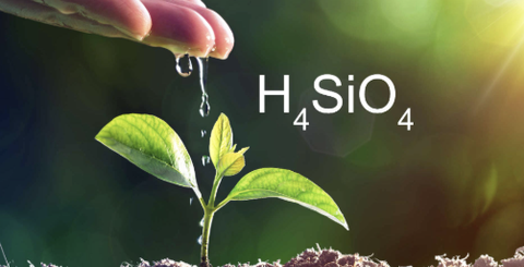 Silic giúp tăng cường sức đề kháng của thực vật trước những điều kiện căng thẳng như thế nào?