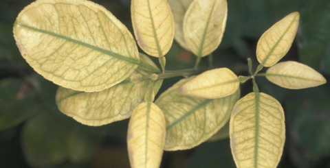 Cách nhận biết thiếu hụt dinh dưỡng và ngộ độc ở cây có múi