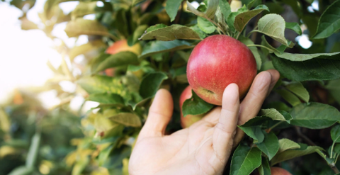 Ảnh hưởng của các chất dinh dưỡng đối với hương vị trái cây