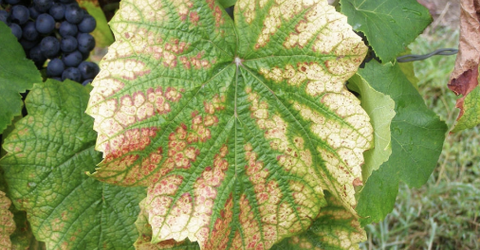 Triệu chứng thiếu hụt dinh dưỡng ở cây trồng`