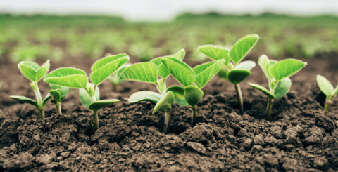 Khả năng di chuyển và vai trò của các chất dinh dưỡng trong cây trồng