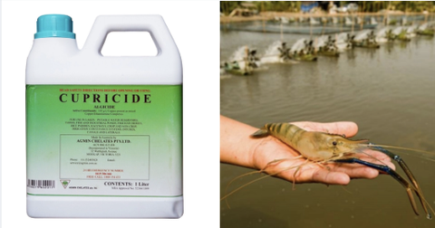 Hướng dẫn sử dụng chế phẩm đồng hữu cơ Cupricide® Algicide trong chăn nuôi tôm