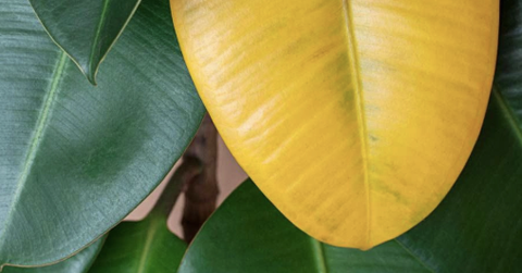 Tại sao lá cây chuyển sang màu vàng và cách khắc phục?