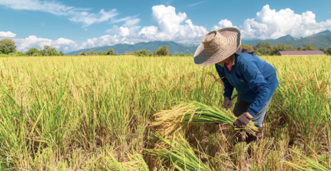 Giải pháp mới trong canh tác lúa trên đất phèn, mặn