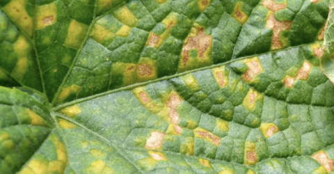 Bệnh sương mai và những điều nhà nông cần lưu ý