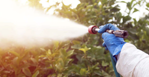 Đặc tính các nhóm chất xử lý nấm Phytophthora