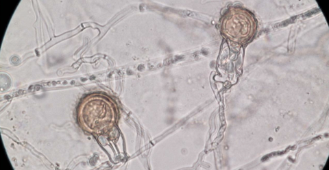 5 Phương pháp chẩn đoán cây nhiễm nấm Phytophthora