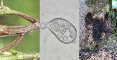 Chẩn đoán và xử lý nấm Phytophthora gây bệnh thối rễ, nứt thân xì mủ