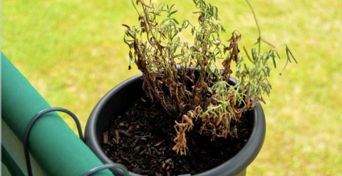 Nguyên nhân và biện pháp xử lý bệnh thối rễ ở hoa oải hương