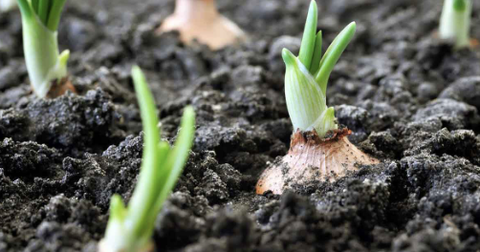 Vai trò dinh dưỡng trong phòng ngừa bệnh cho cây