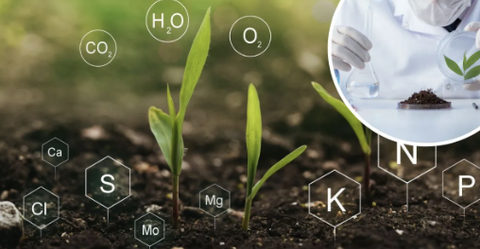 Phương pháp chẩn đoán chính xác vấn đề dinh dưỡng cây trồng